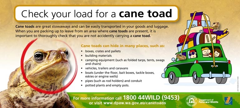 check-load-cane-toad-dpaw